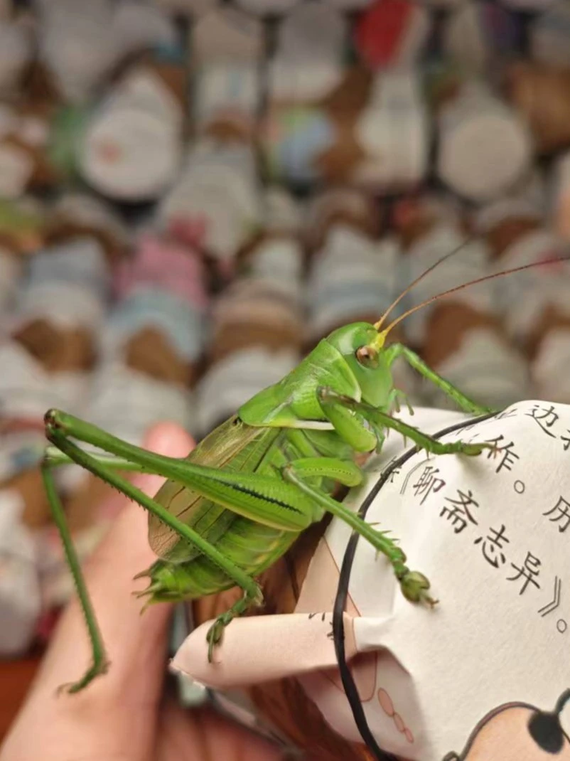 精品胶东绿蝈蝈 野籽蝈蝈鸣虫蝈蝈（顺丰包邮 偏远地区不包邮）