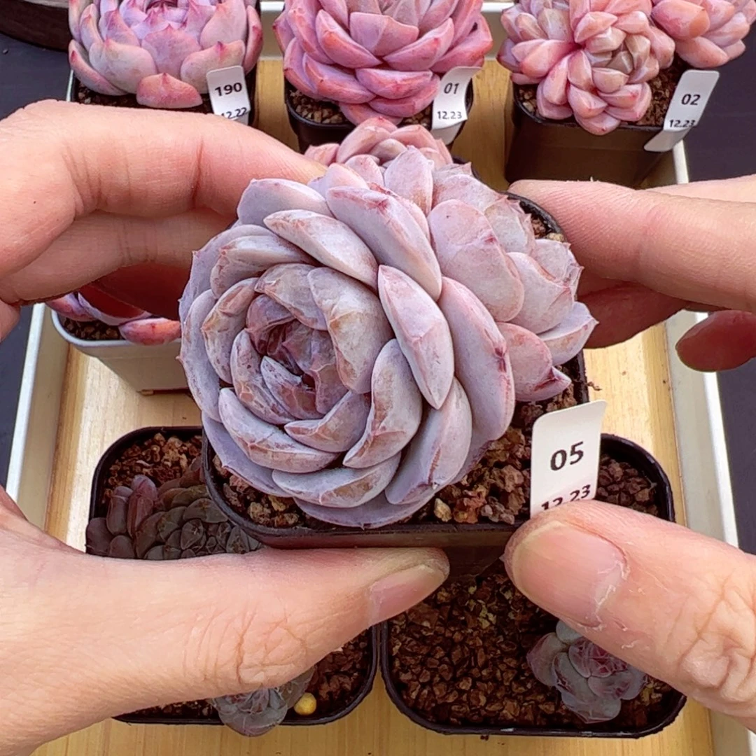 好好看05、哈哈哈哈