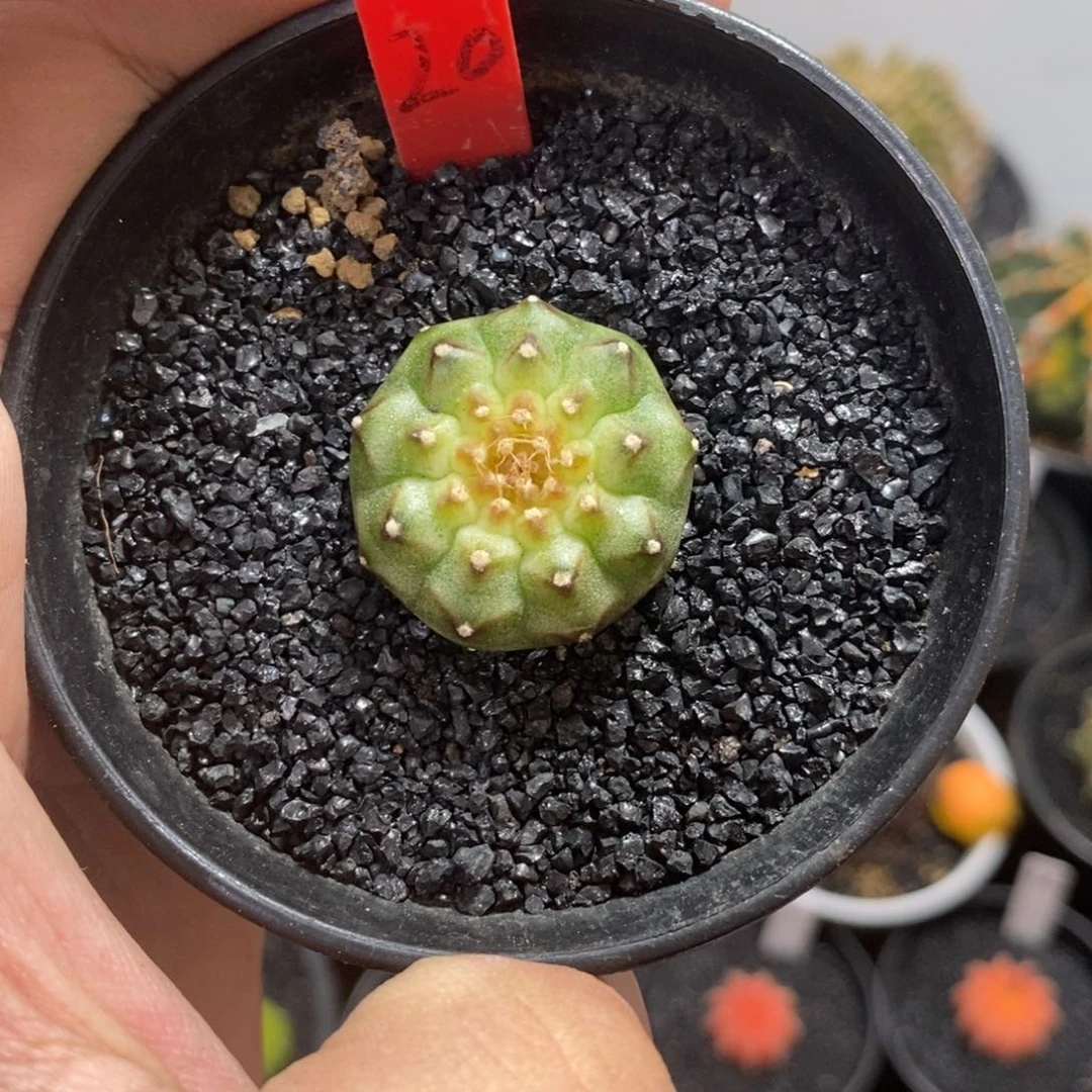 实生轮回—带盆土发货19