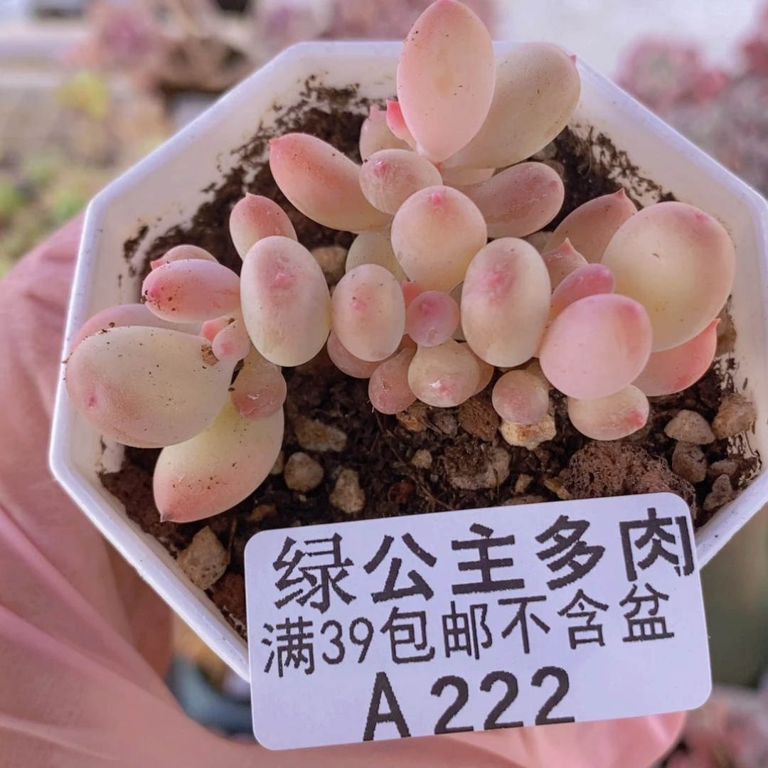 二代苹果奶6cm222多肉植物