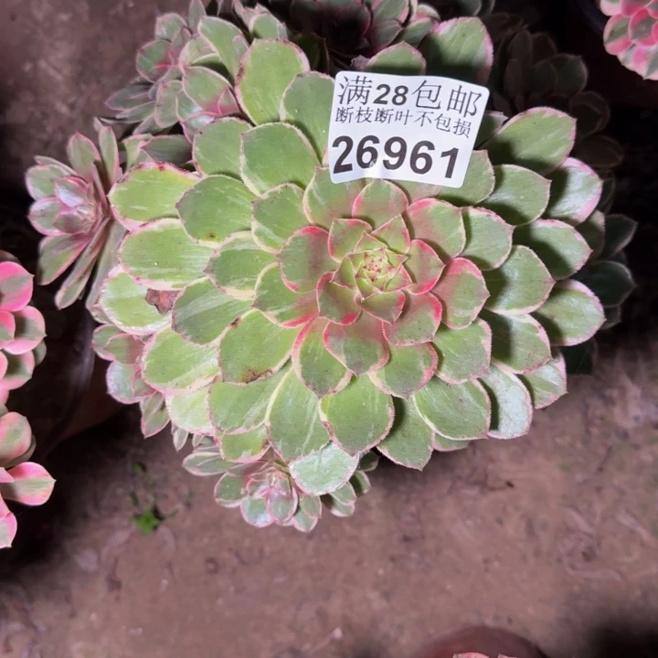 谷***贸26961莲花座不包断枝