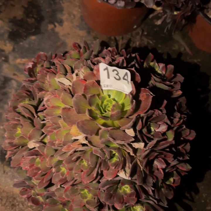 134绿体安娜多肉植物，