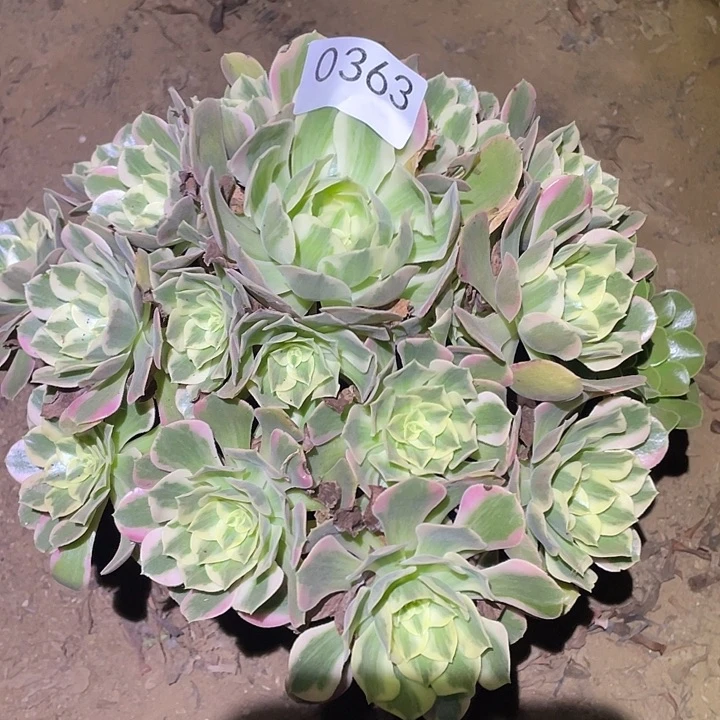 多肉植物不包断枝363女妖