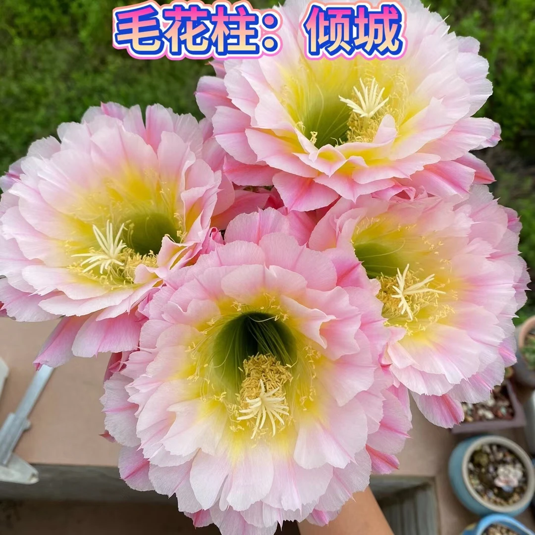 毛花柱 倾城 侧芽 大花绿植