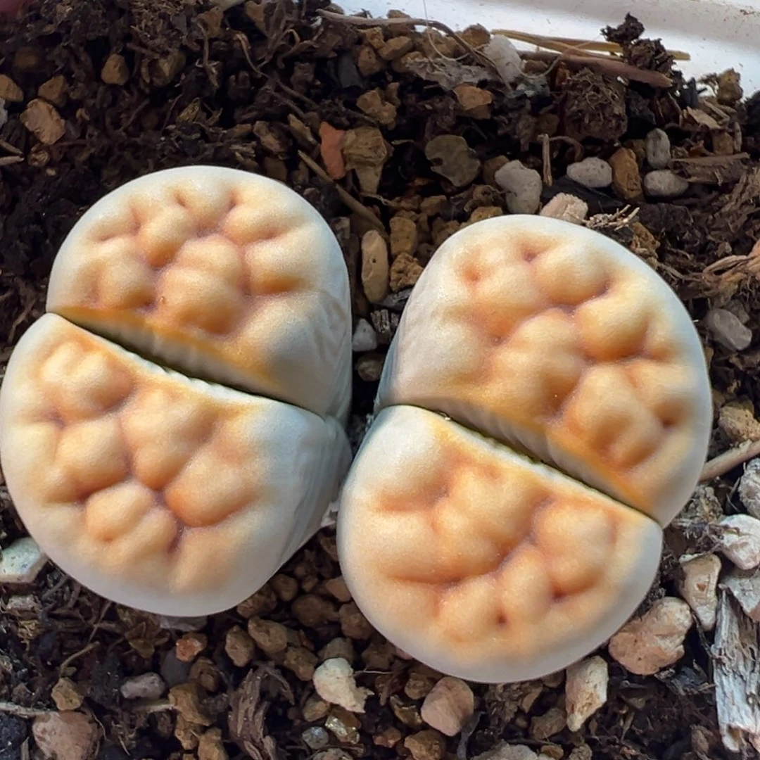 多肉植物百科1362