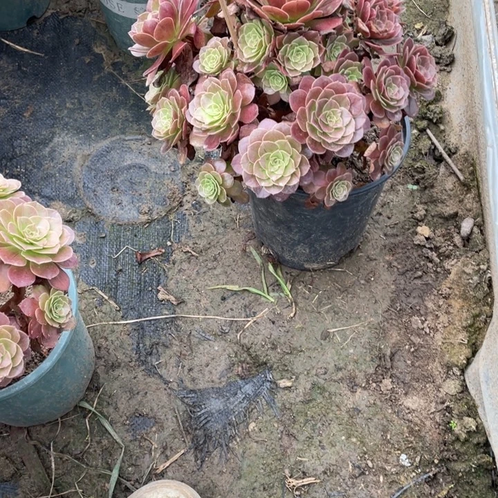 10赤焰莲多肉多肉多肉多肉