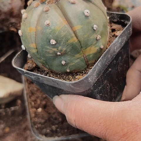 280实生兜锦处理的