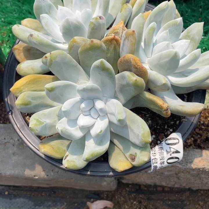 407号拇指多肉植物