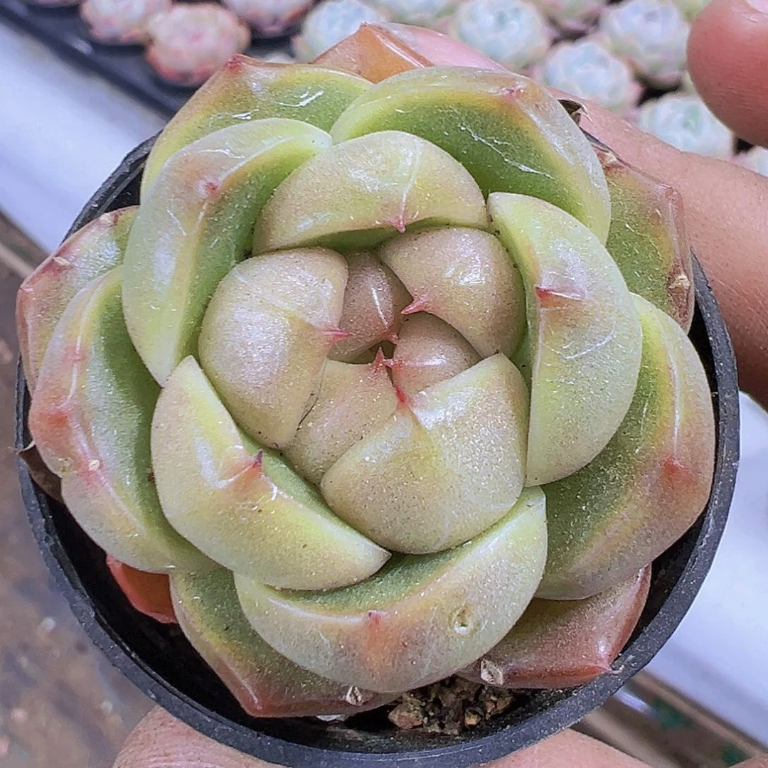 冰冰鬼19包邮植物