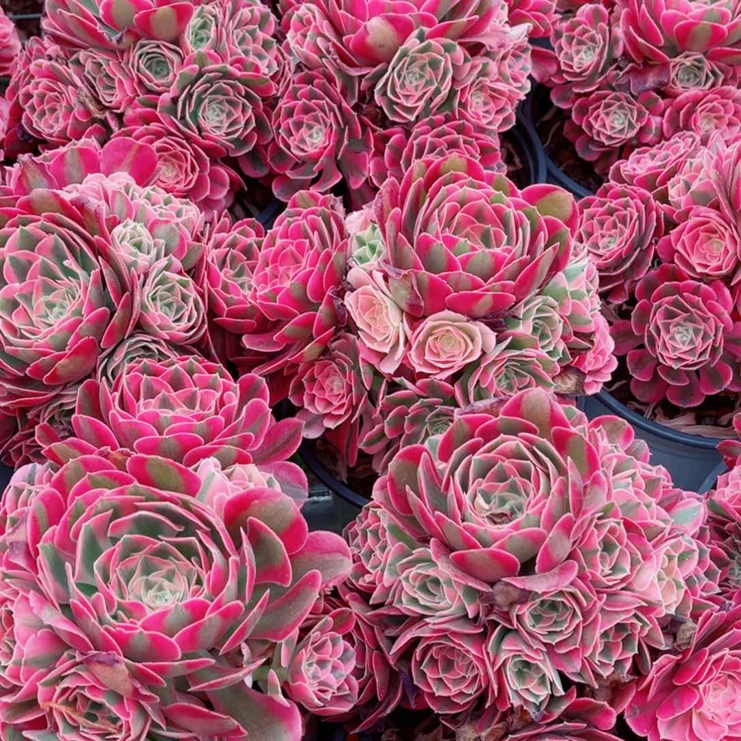 红体女巫量拍多肉法师一个（带盆带土）