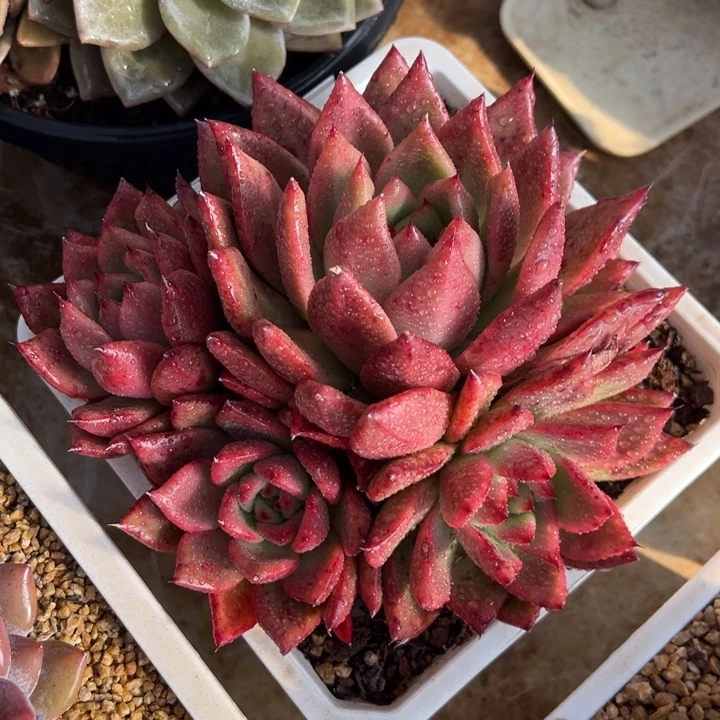 阿姆斯壮 群生 多肉植物