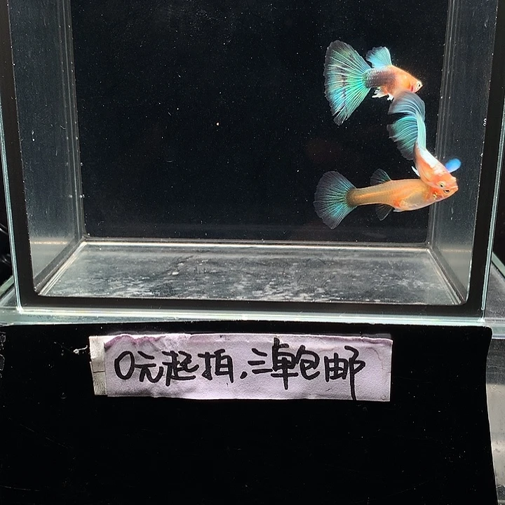 孔雀鱼黄化鸥翼公2母1