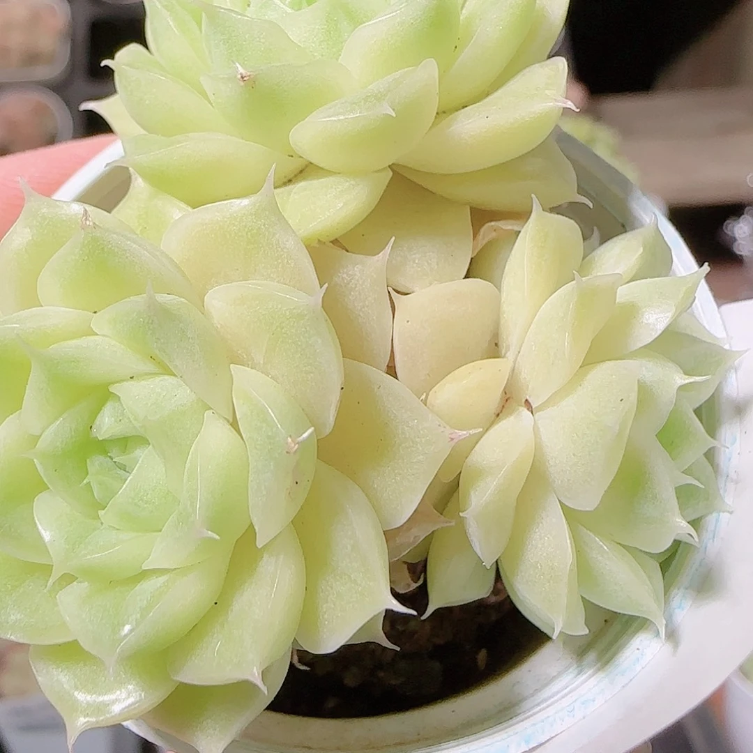 花语逸镜1122-81散