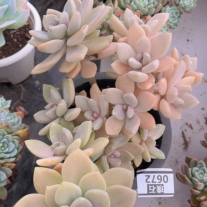 东美人0672多肉植物