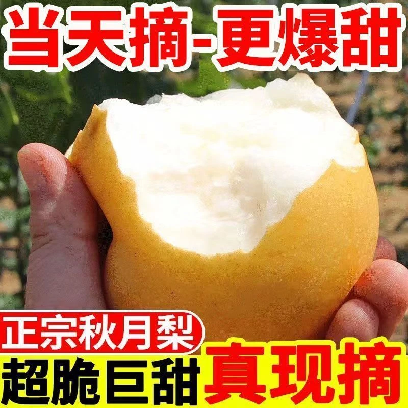 【正宗秋月梨】 酥脆鲜嫩汁多无渣核 新鲜采摘产地直发