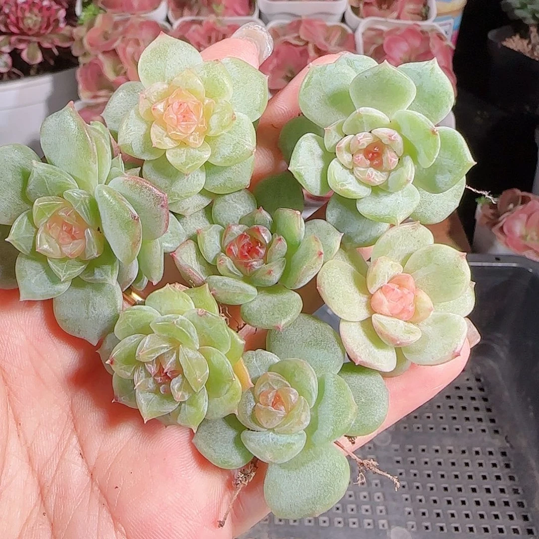 0711,--4糖心珍妮