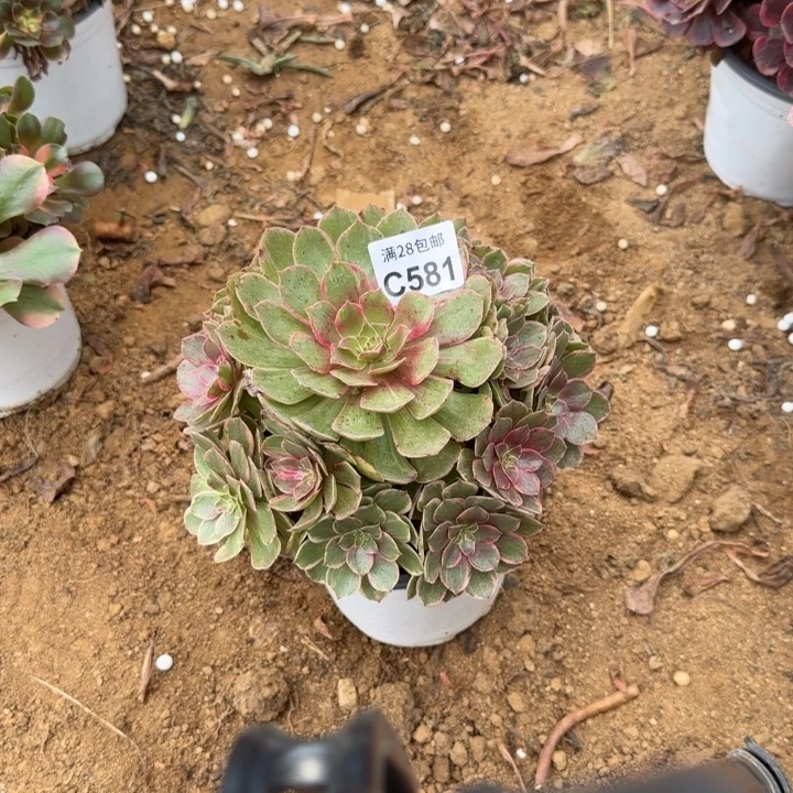 581 多肉植物不包断枝