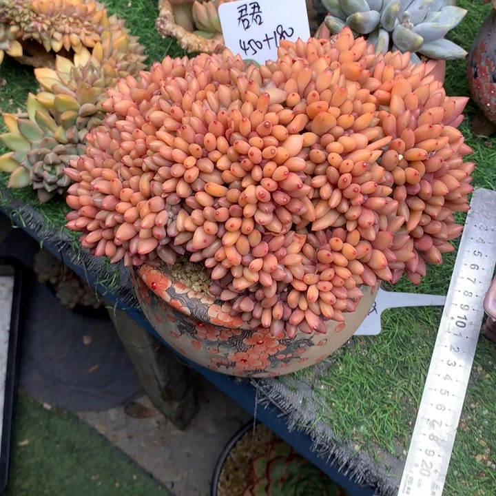 桃花源整板缀带盆多肉