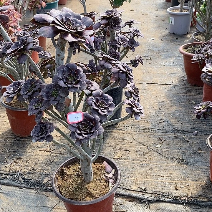 19，黑原液多肉法师多肉法师