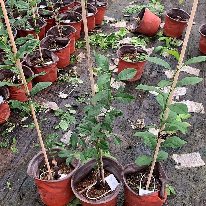 无花朵福来嫁接苗58.8