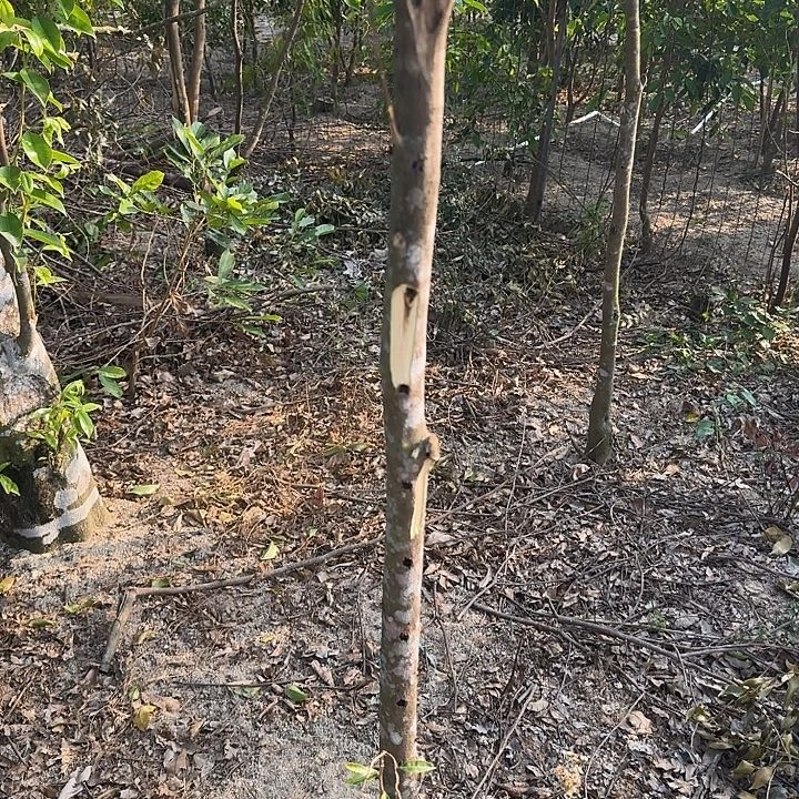 无花朵紫棋品种棋楠