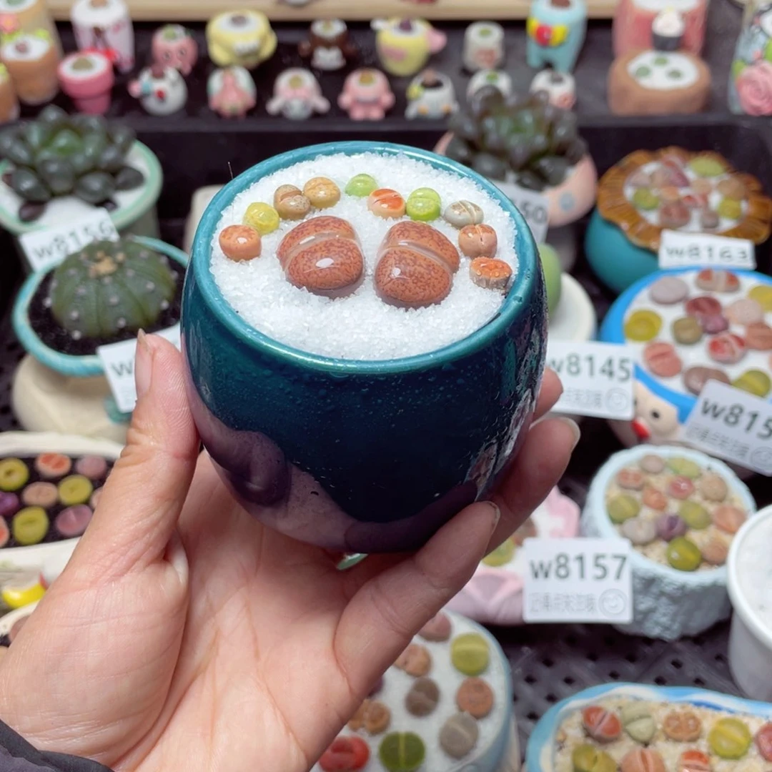w8170 带盆土发货—零下地区拍保温箱