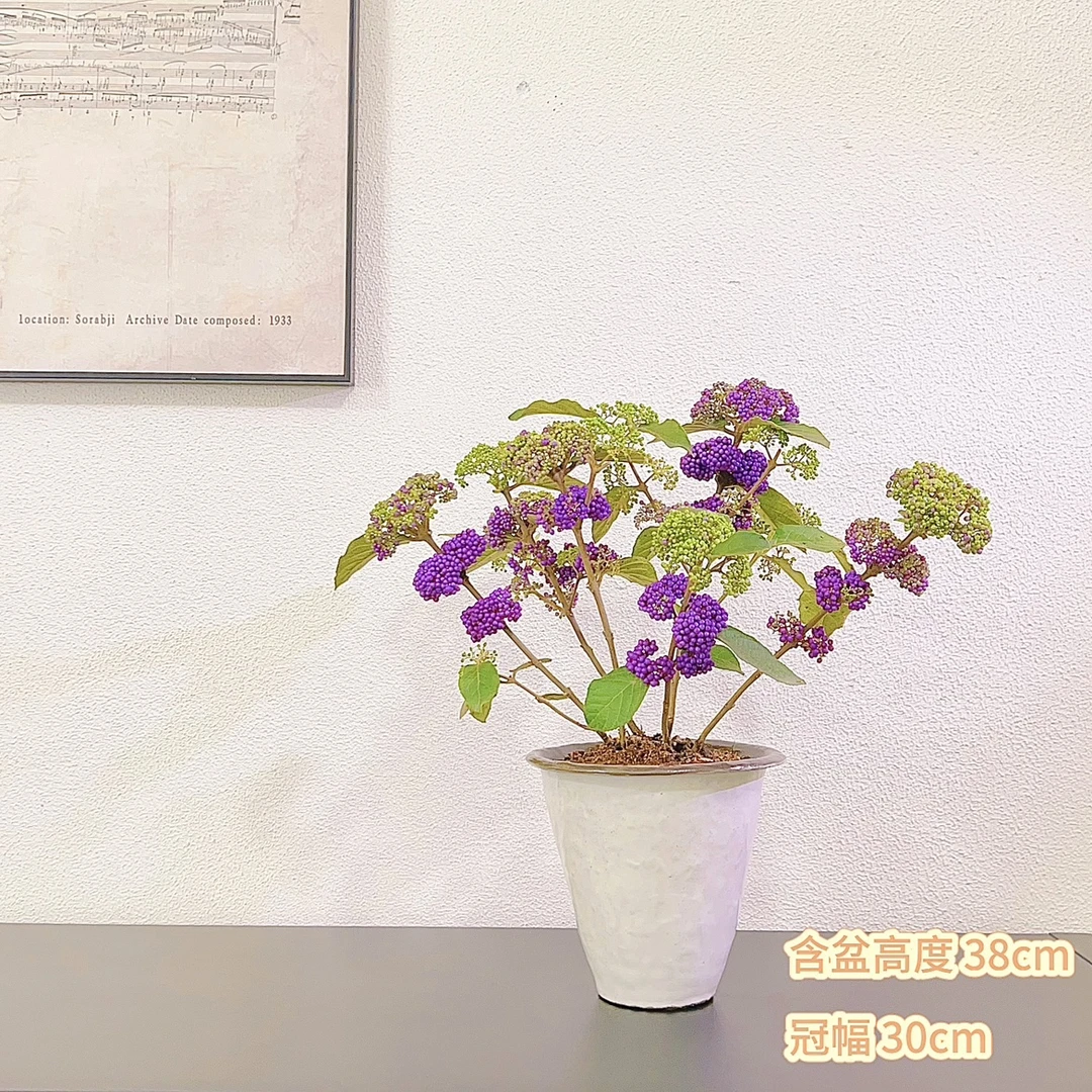 进口紫珠福珠开花结果带果阳台庭院飘窗紫色观果室内吸甲醛盆栽