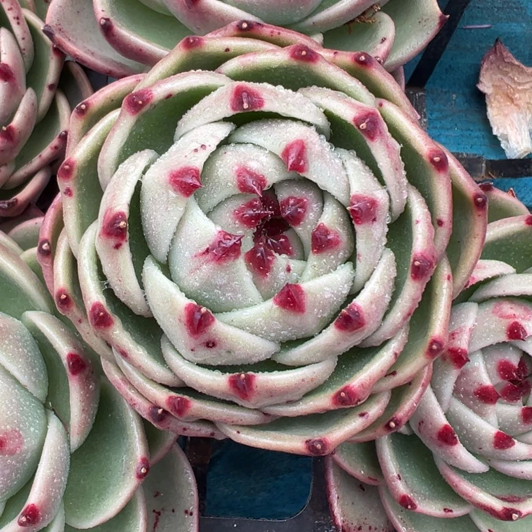 从前慢花园多肉编号1124-小蓝龙