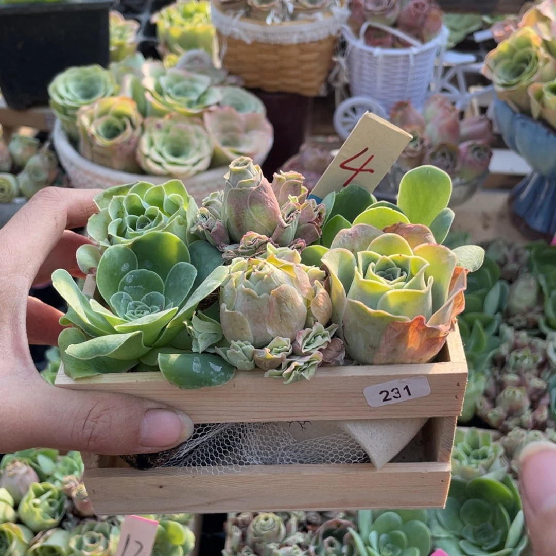 用***2多肉植物山地玫瑰231木盒