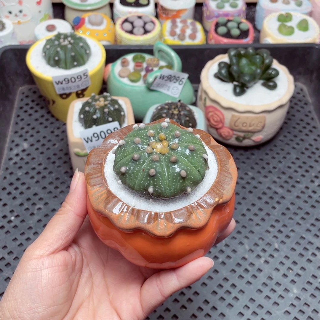 w9100 零下地区拍保温箱-15支持寄养