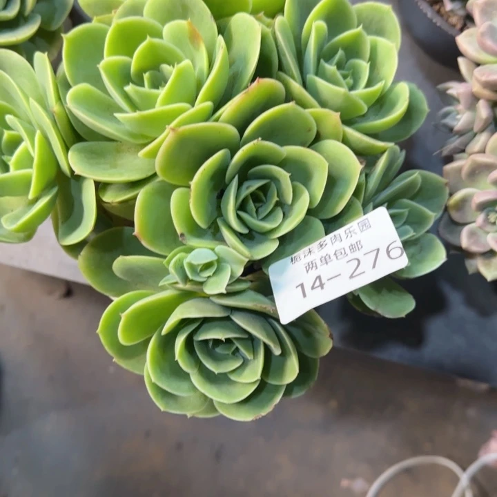 A***儿14-276星娜塔多肉植物