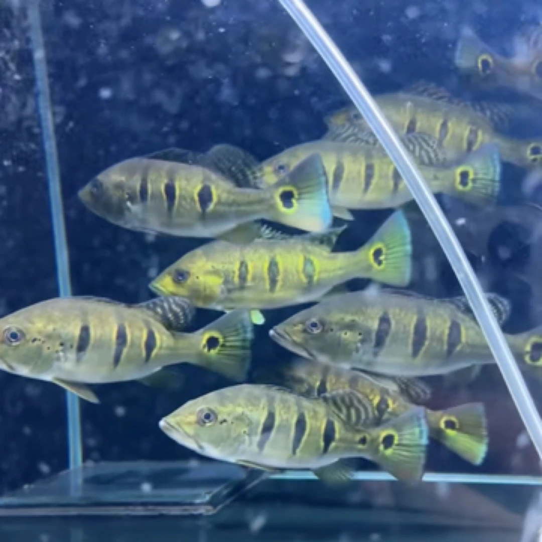 野生哥伦比亚眼斑鱼