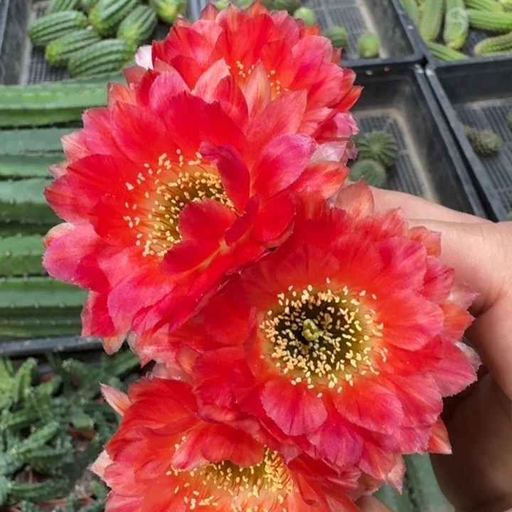 200丽花91歪3公分左右无根侧牙，20包邮