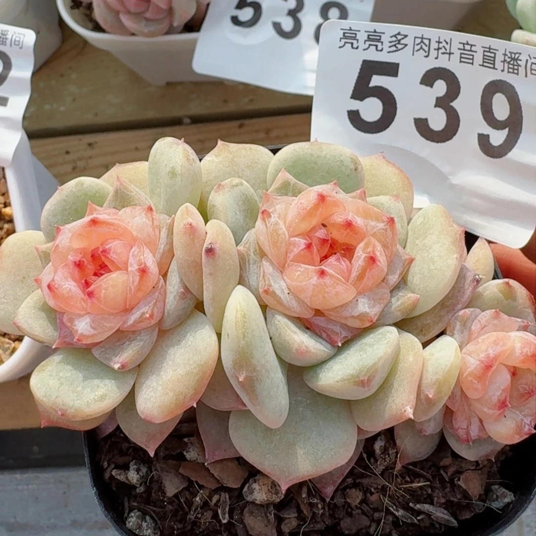 软糖         精品多肉