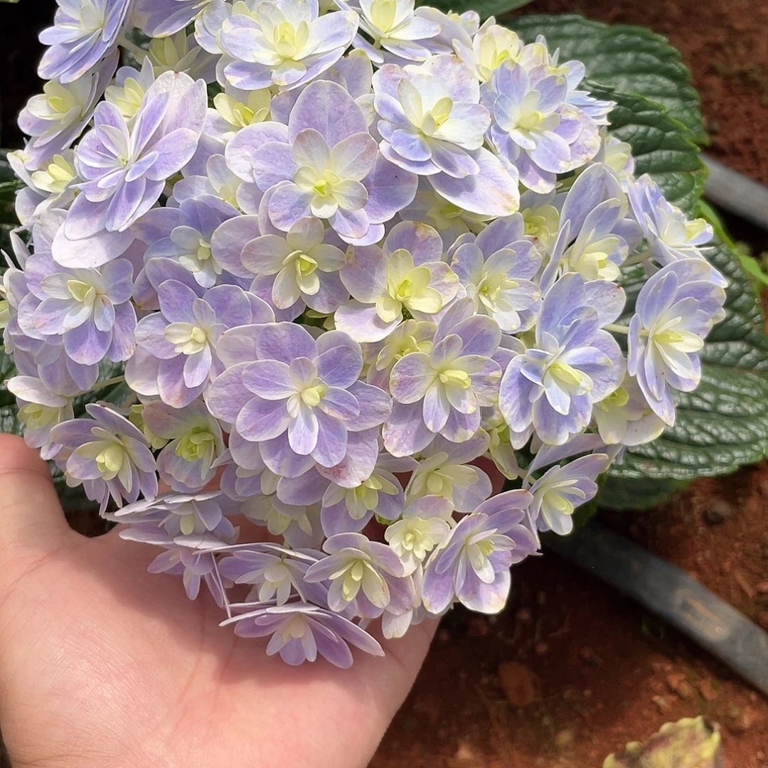 绣球切花一物一拍3枝起包邮，72