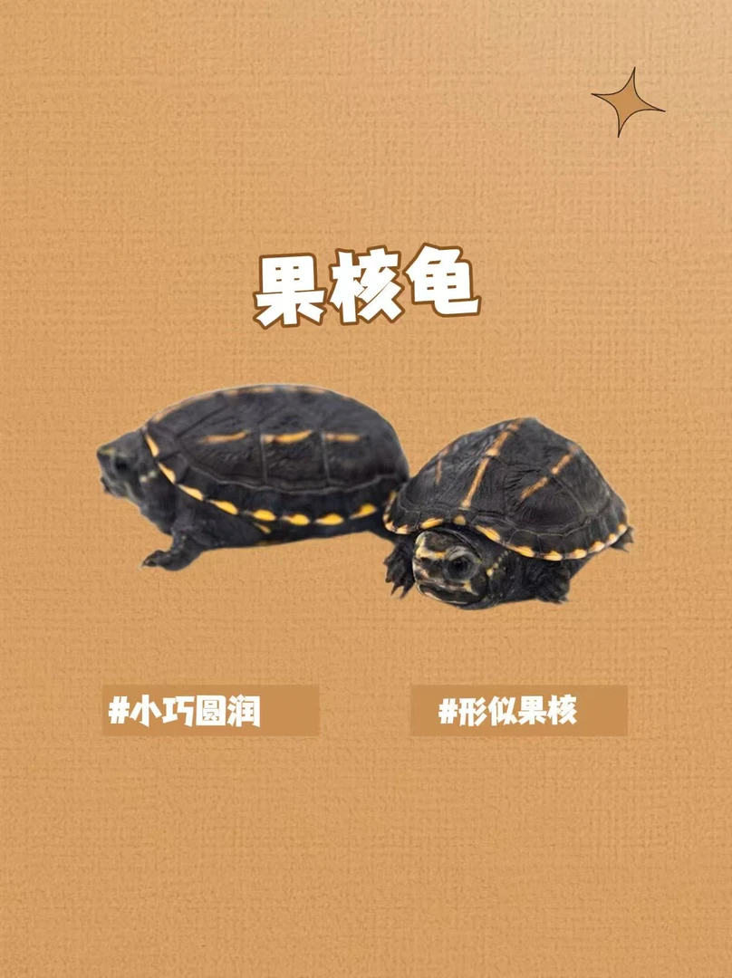 果核龟  果核龟苗 红大米甄选