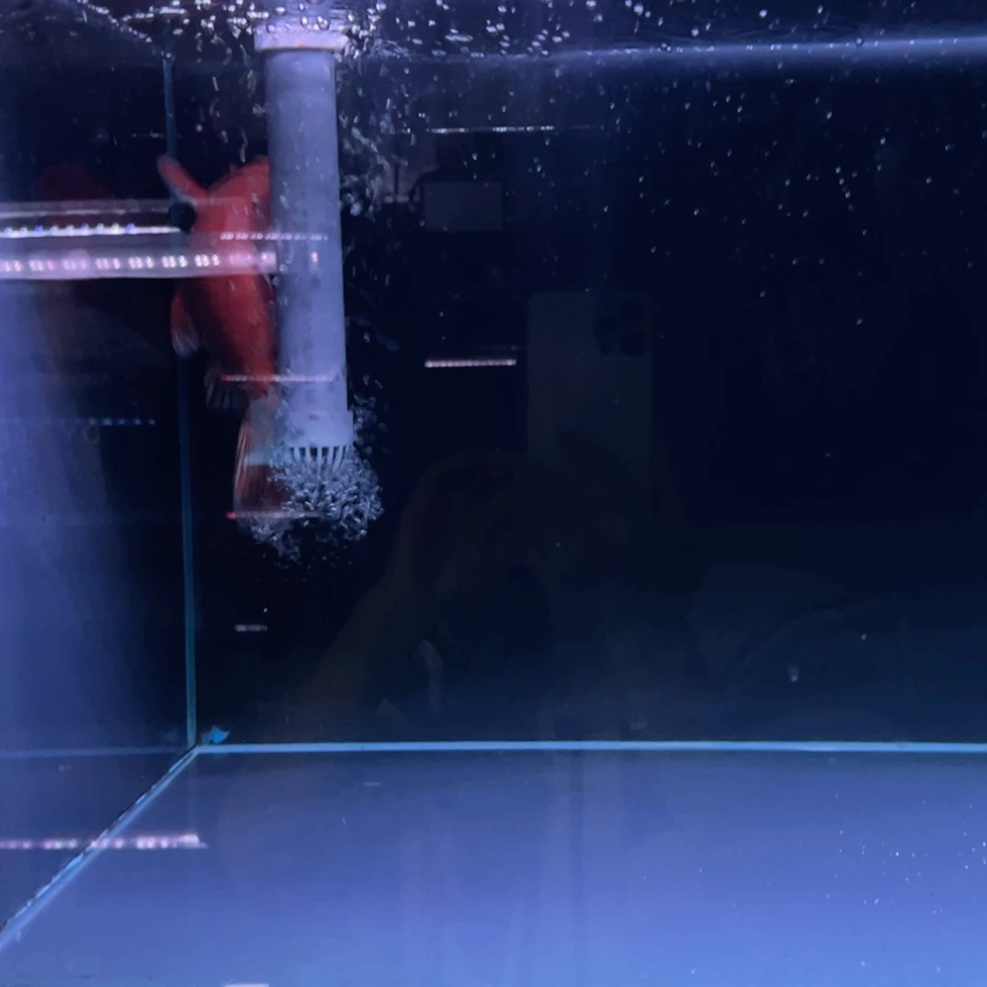 海水鱼成****店精品蝴蝶鲤