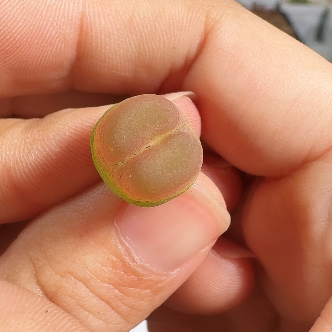 多肉植物福利风铃253