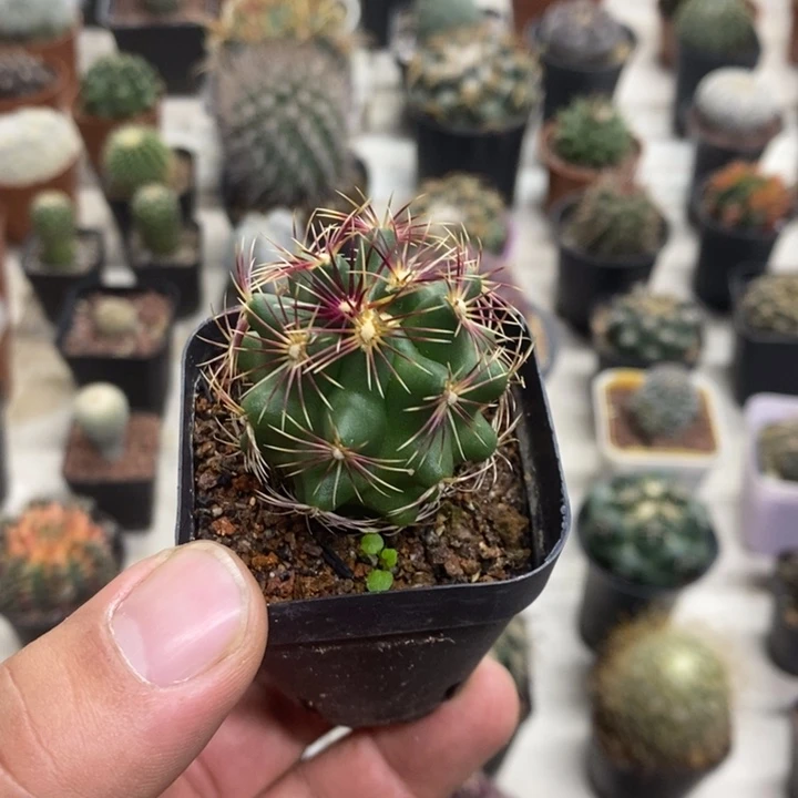 实生大统领特价福利