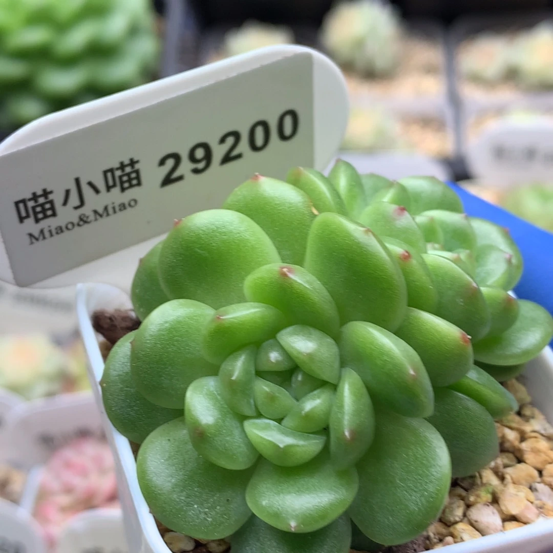 多肉植物杂交珍妮