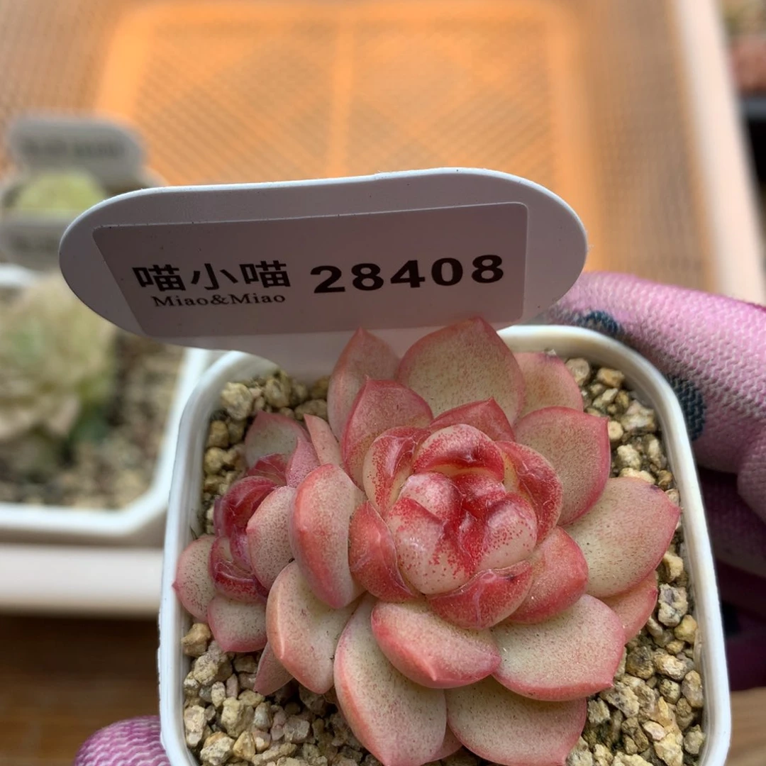 多肉植物糖心珍妮