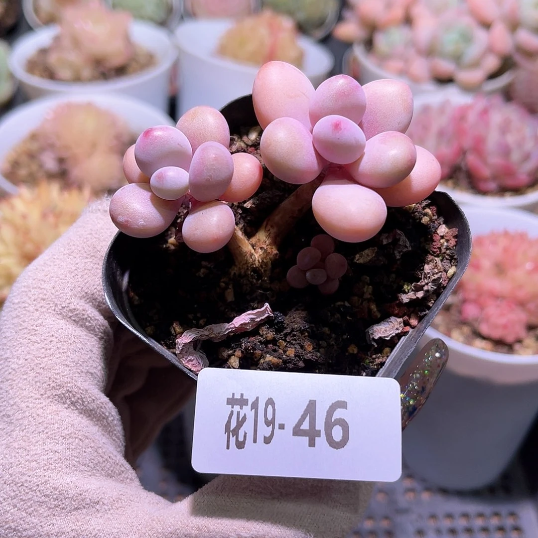 花利美19-46桃蛋双头