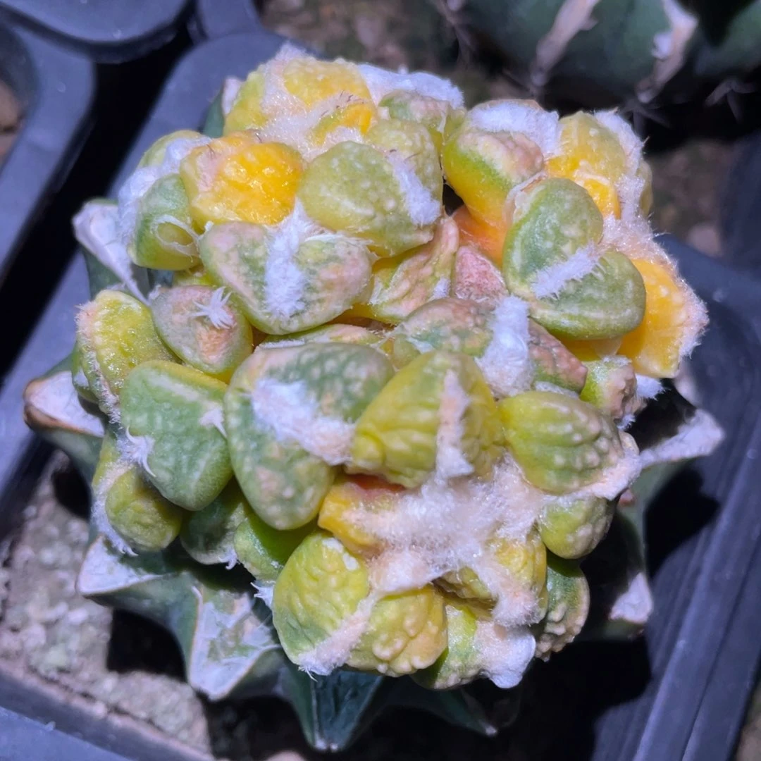 四头连体 丸犹龟甲连山牡丹锦 仙人球