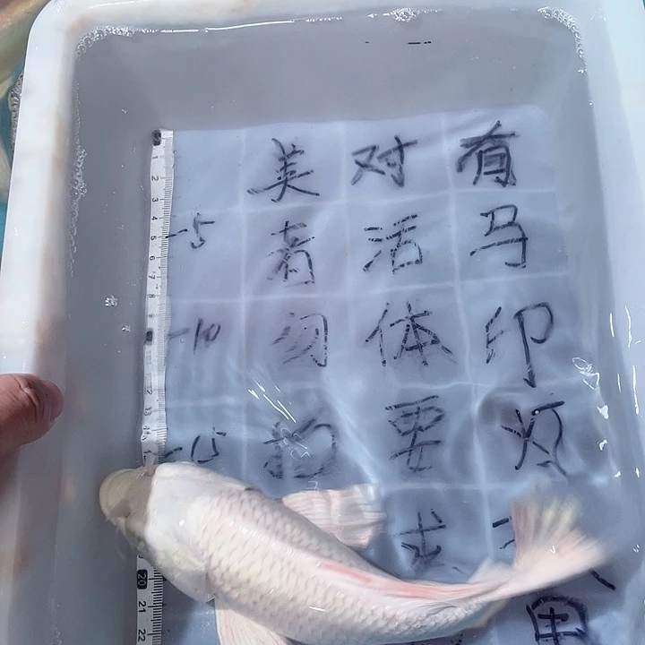 蝴蝶鲤鱼渔场直发75