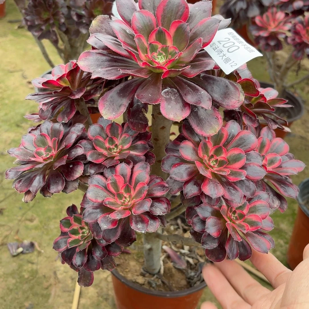 200丽娜多肉植物法师多肉