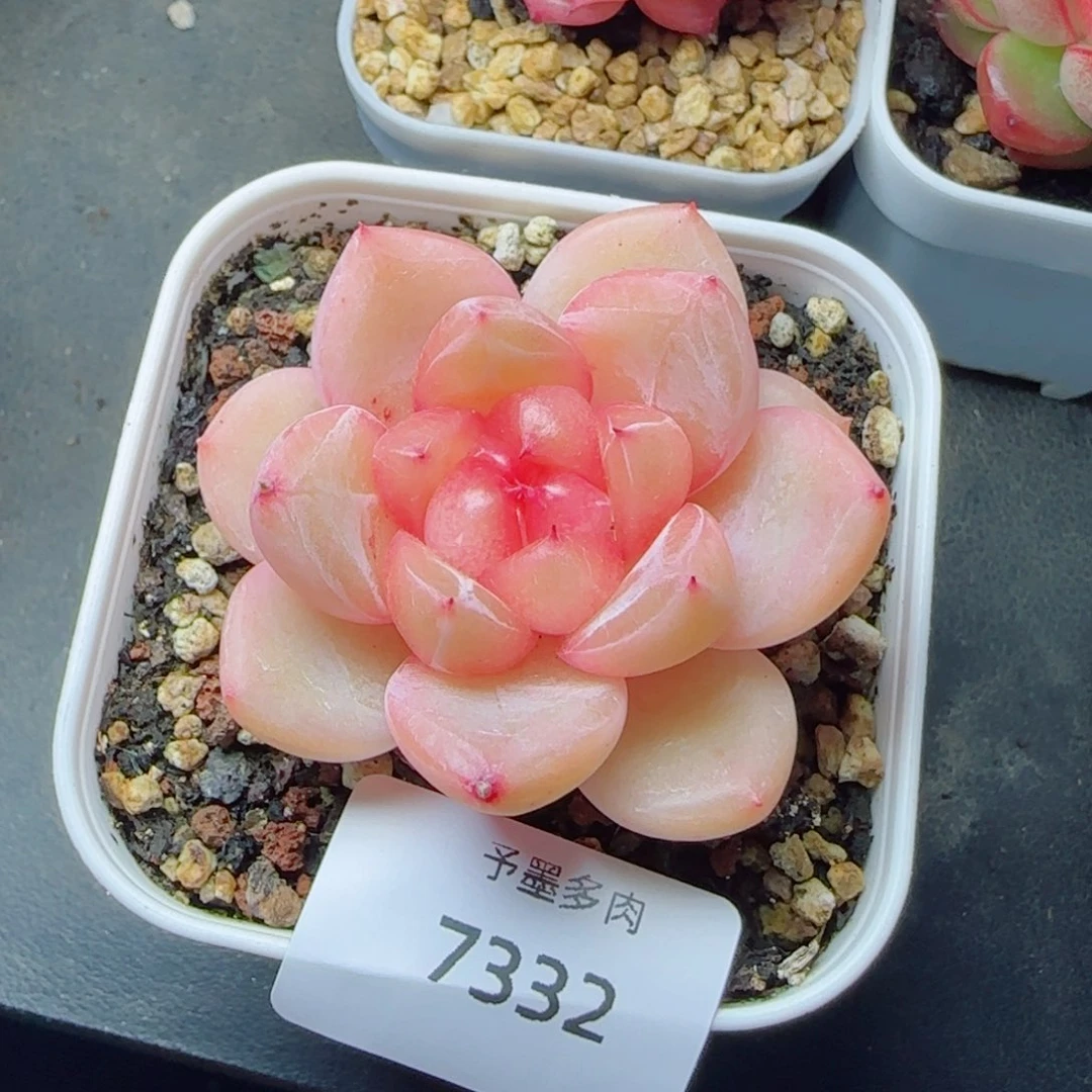 璇玑珍妮，7332多肉植物