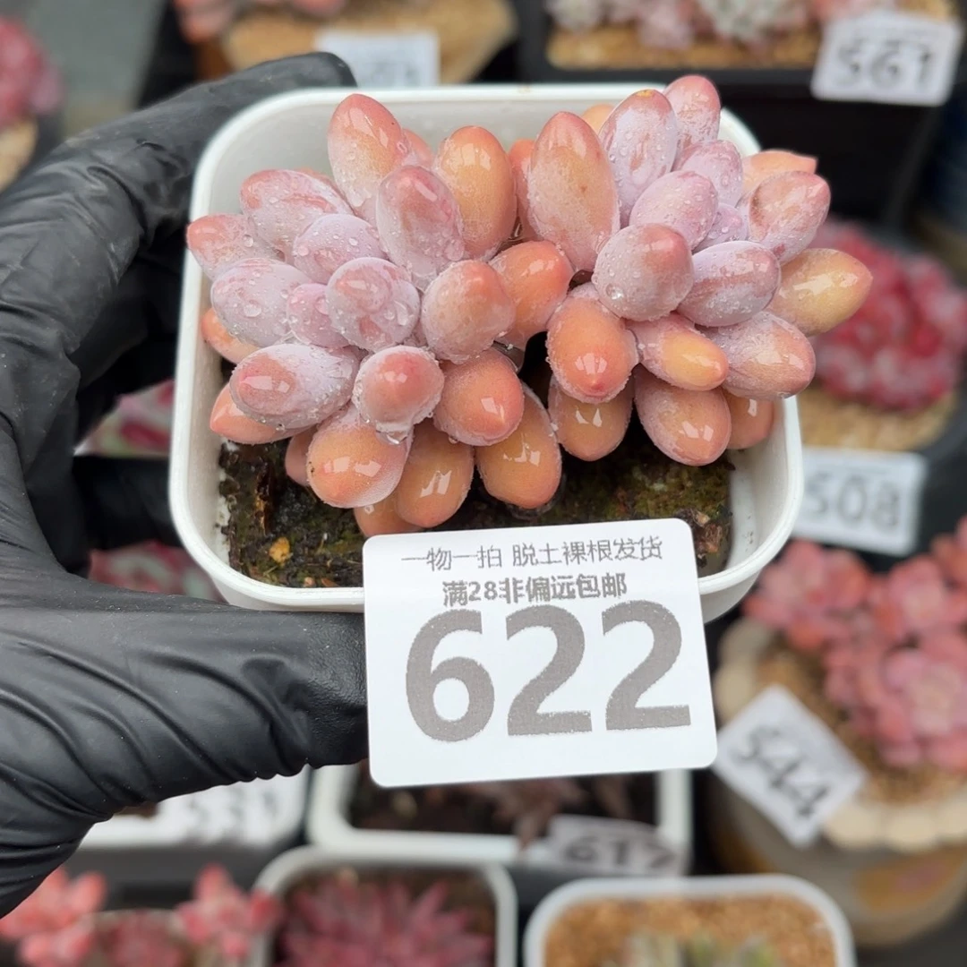 汤圆多肉无盆土发货