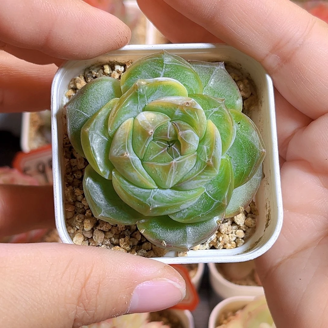 F09一物一拍 瑶池