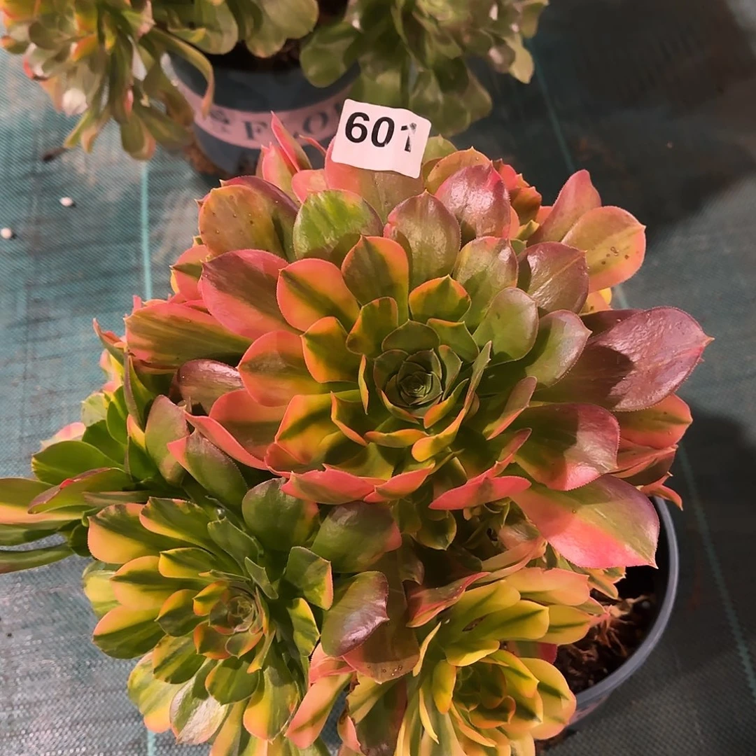 多肉植物七彩601