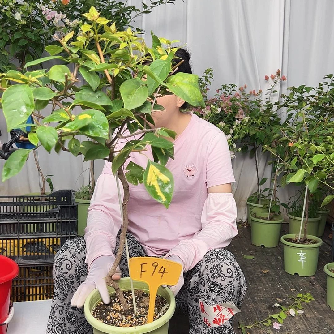 其***宏当前无花栽培后可以开花F94橙白